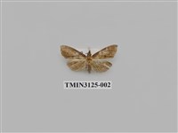 藏品(螟蛾241)的圖片